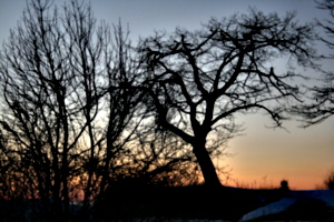 [picture: Point Petre Trees at Sunset 1]