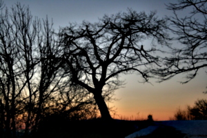 [picture: Point Petre Trees at Sunset 2]