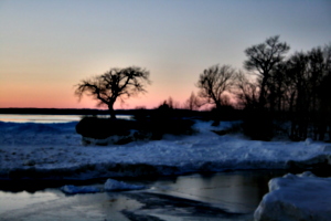 [picture: Tree and snow]