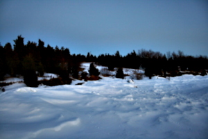 [picture: Winter trees 3]