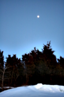 [picture: Winter forest with full moon]