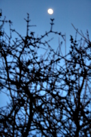 [picture: blurry thorny branches texture 2]