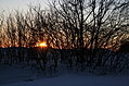 [Picture: Evening Winter Trees 4]