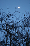 [Picture: blurry thorny branches texture 1]