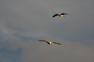 [picture: Birds in flight]