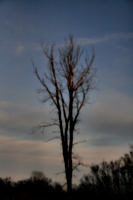 [picture: Elm tree against a darkening sky]