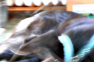 [picture: Dog in motion]