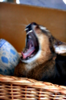 [picture: Big Yawn]