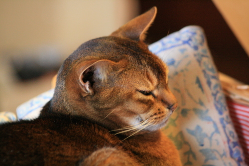 [Picture: I like my basket.]