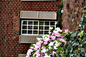 [picture: Window with shutters and flowers 2]