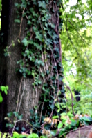 [picture: Tree-trunk with ivy 1]