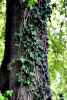 [picture: Tree-trunk with ivy 2]