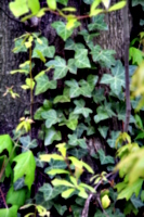 [picture: Tree-trunk with ivy 3]