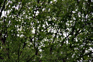 [picture: Tree Green 2]