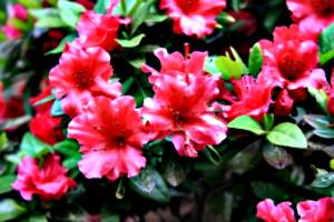 [picture: Flowers 1]