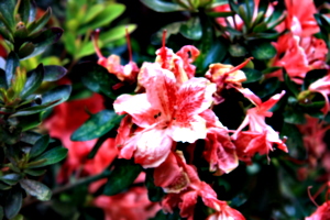 [picture: Wilting flower close-up]