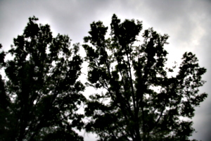 [picture: Trees with clouds]