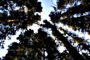 [picture: Circle of trees looking up]