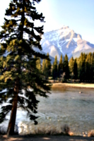 [picture: Trees and river]