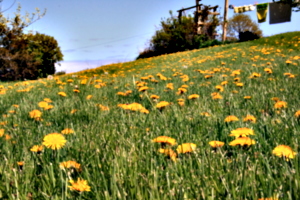 [picture: Meadow]