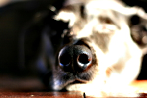 [picture: Snout]