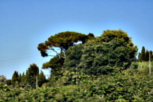 [picture: Italian tree]