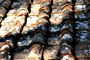 [picture: Roof tiles 1]