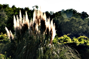 [picture: Pampas Grass 1]