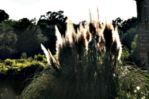 [picture: Pampas Grass 2]