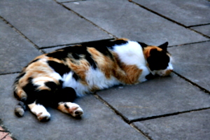 [picture: Monastery Cat]