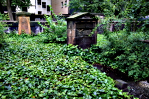 [picture: Overgrown Churchyard 2]