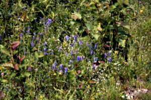 [picture: Wild flowers 1]