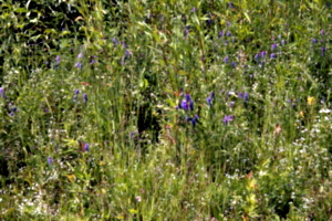 [picture: Wild flowers 6]