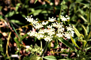 [picture: Wild flowers 7]