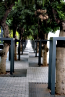 [picture: Line of trees 2]