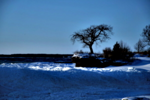 [picture: Lonely tree]