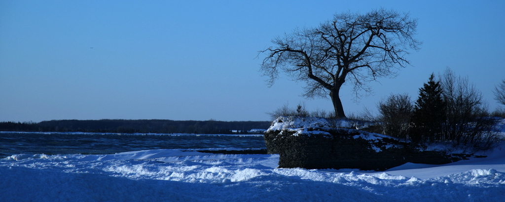 [picture: Lonely tree]