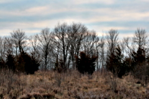 [picture: Row of trees on the ridge]