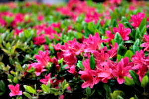 [picture: Pink plants]