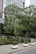 [Picture: trees and tubs]