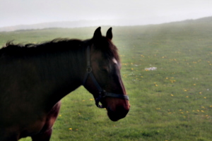 [picture: Horse 5]