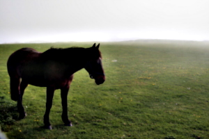 [picture: Horse 6]