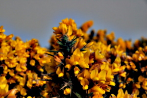 [picture: Gorse 1]