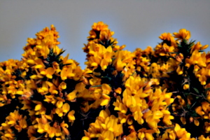 [picture: Gorse 2]