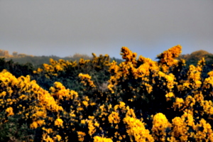 [picture: Gorse 3]