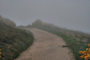 [picture: Path through the mist 1]