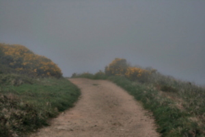 [picture: Path through the mist 2]