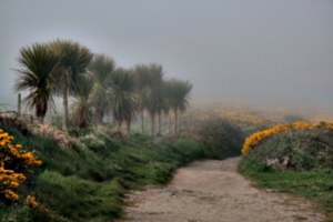 [picture: Path through the mist 3]