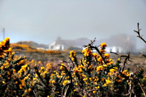 [picture: Gorse]