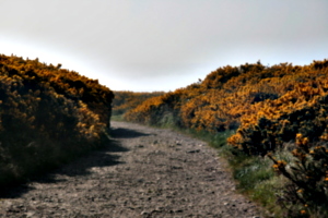 [picture: Path through the gorse]